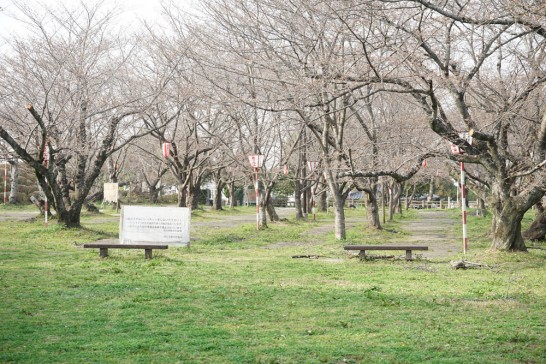 丸山公園　桜